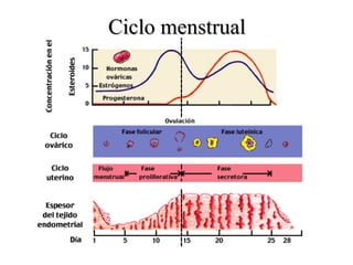 Ciclo menstrual 
