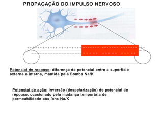 - - - - - - + + +  + + - - - - - - + + +  + + - - - - - - + + +  + + PROPAGAÇÃO DO IMPULSO NERVOSO Potencial de repouso : diferença de potencial entre a superfície externa e interna, mantida pela Bomba Na/K Potencial de ação : inversão (despolarização) do potencial de repouso, ocasionado pela mudança temporária de permeabilidade aos íons Na/K + + + + + + + + + + + +  + + + + + + + + +  + + + + + +  + + ++ + + + + + + + + + + + + + + _ _ _ _ _ _ _ _ _ _ _ _ _ _ _ _ _ _ _ _ _ _ _ _ _ _  _ _ _ _ _ _ _ _ _ _ _ _ _  