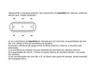   Observando o esquema anterior, que representa um   neurônio   em repouso, podemos afirmar que, nestas condi ç ões:                                                                            a) se a membrana do   neurônio   for atingida por um est í mulo, as quantidades de  í ons Na +   e K +   dentro e fora da membrana se igualam. b) devido  à  diferen ç a de cargas entre as faces externa e interna, o neurônio est á  polarizado. c) a ocorrência do impulso nervoso depende de est í mulos de natureza el é trica. d) a quantidade de  í ons K +  é  menor na parte interna do neurônio devido  à  sua sa í da por osmose. e) as concentra ç ões dos  í ons Na +   e K +   se fazem sem gasto de energia, sendo exemplo de transporte ativo. 