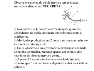 Observe o esquema da célula nervosa representada. Assinale a afirmativa  INCORRETA . a) Nas partes 1 e 4, podem ocorrer sinapses químicas, dependentes de moléculas neurotransmissoras como a acetilcolina. b) Moléculas produzidas em 2 podem ser transportadas até 4 através do citoesqueleto. c) Em 3, observa-se um envoltório membranoso chamado de bainha de mielina, presente apenas em axônios dos neurônios do sistema nervoso central. d) A parte 5 é responsável pela condução do impulso nervoso, que é unidirecional e dependente dos íons sódio e potássio. 