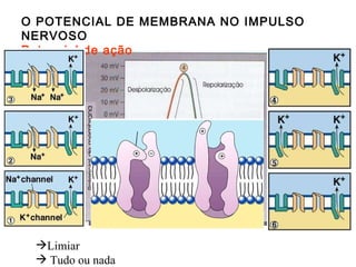 O POTENCIAL DE MEMBRANA NO IMPULSO NERVOSO Potencial de ação Limiar Tudo ou nada 