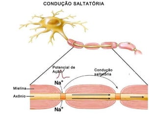 CONDUÇÃO SALTATÓRIA Potencial de Ação Condução saltatória Mielina Axônio 