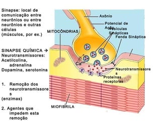 Sinapse: local de comunicação entre neurônios ou entre neurônios e outras células (músculos, por ex.) MIOFIBRILA MITOCÔNDRIAS Neurotransmissores Fenda Sináptica Vesículas Sinápticas Potencial de Ação Axônio Proteínas receptoras Remoção dos neurotransmissores (enzimas) 2. Agentes que impedem esta remoção SINAPSE QUÍMICA   Neurotransmissores: Acetilcolina, adrenalina Dopamina, serotonina 