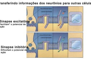 Sinapse inibitória Dificultam o potencial de  ação Sinapse excitatória “ facilitam” o potencial de  ação Transferindo informações dos neurônios para outras células 