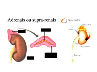 Adrenais ou supra-renais Rim Adrenal Medula  Córtex Adrenalina 