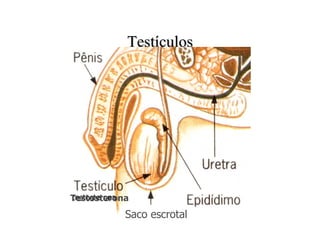 Testículos testosterona Testosterona Saco escrotal 