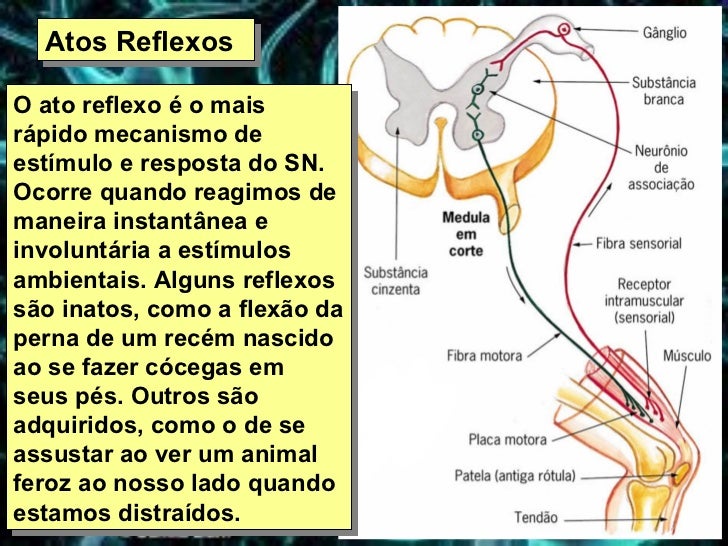 Sistema Nervoso Sistema Nervoso