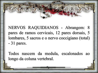 NERVOS RAQUIDIANOS - Abrangem: 8
pares de ramos cervicais, 12 pares dorsais, 5
lombares, 5 sacros e o nervo coccigiano (total)
- 31 pares.
Todos nascem da medula, escalonados ao
longo da coluna vertebral.
 