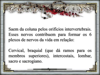 Saem da coluna pelos orifícios intervertebrais.
Esses nervos contribuem para formar os 6
plexos de nervos da vida em relação:
Cervical, braquial (que dá ramos para os
membros superiores), intercostais, lombar,
sacro e sacrogiano.
 