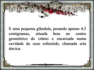 E uma pequena glândula, pesando apenas 4,5
centigramas, situada bem no centro
geométrico do crânio e encaixada numa
cavidade do osso esfenóide, chamada sela
túrcica.
 