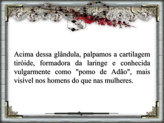 Acima dessa glândula, palpamos a cartilagem
tiróide, formadora da laringe e conhecida
vulgarmente como "pomo de Adão", mais
visível nos homens do que nas mulheres.
 
