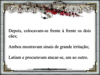 Depois, colocavam-se frente à frente os dois
cães;
Ambos mostravam sinais de grande irritação;
Latiam e procuravam atacar-se, um ao outro.
 