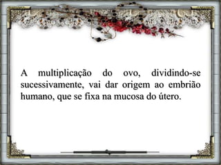 A multiplicação do ovo, dividindo-se
sucessivamente, vai dar origem ao embrião
humano, que se fixa na mucosa do útero.
 