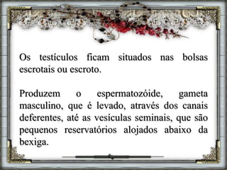 Os testículos ficam situados nas bolsas
escrotais ou escroto.
Produzem o espermatozóide, gameta
masculino, que é levado, através dos canais
deferentes, até as vesículas seminais, que são
pequenos reservatórios alojados abaixo da
bexiga.
 