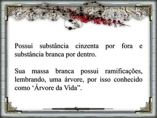 Possui substância cinzenta por fora e
substância branca por dentro.
Sua massa branca possui ramificações,
lembrando, uma árvore, por isso conhecido
como ‘Árvore da Vida”.
 