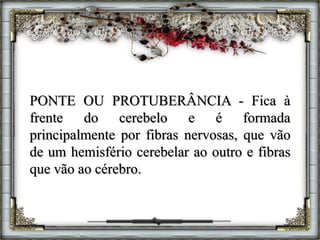 PONTE OU PROTUBERÂNCIA - Fica à
frente do cerebelo e é formada
principalmente por fibras nervosas, que vão
de um hemisfério cerebelar ao outro e fibras
que vão ao cérebro.
 
