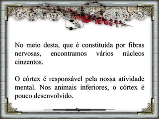 No meio desta, que é constituída por fibras
nervosas, encontramos vários núcleos
cinzentos.
O córtex é responsável pela nossa atividade
mental. Nos animais inferiores, o córtex é
pouco desenvolvido.
 