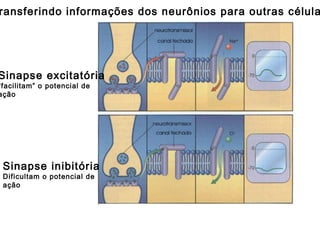 ransferindo informações dos neurônios para outras célula

Sinapse excitatória

“facilitam” o potencial de
ação

Sinapse inibitória
Dificultam o potencial de
ação

 