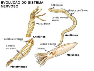 EVOLUÇÃO DO SISTEMA
NERVOSO

S.N.Central
gânglios periféricos
Cordão nervoso
ventral

S.N. difuso

gânglios cerebrais
Cordões
nervosos

Cnidários

Anelídeos

Axônio gigante
Cérebro

Moluscos

Platelmintos

 