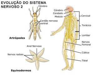 EVOLUÇÃO DO SISTEMA
Cérebro
NERVOSO 2
Cérebro
Cerebelo
Medula
Cordão nervoso
ventral

Cervical

Torácico

Lombar

Artrópodes
Anel Nervoso

Nervos radiais

Nervos
Femoral
Ciático
Tibial

Equinodermos

 