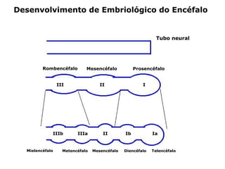 Desenvolvimento de Embriológico do Encéfalo

Tubo neural

Rombencéfalo

Mesencéfalo

III

II

IIIb

Mielencéfalo

IIIa

Metencéfalo

II

Mesencéfalo

Prosencéfalo
I

Ib

Diencéfalo

Ia

Telencéfalo

 