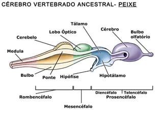 CÉREBRO VERTEBRADO ANCESTRAL- PEIXE
Tálamo
Lobo Óptico

Cérebro

Bulbo
olfatório

Cerebelo
Medula

Bulbo

Ponte

Hipófise

Hipotálamo

Diencéfalo

Rombencéfalo

Telencéfalo

Prosencéfalo

Mesencéfalo

 