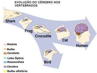 EVOLUÇÃO DO CÉREBRO NOS
VERTEBRADOS

Medula
Bulbo
Cerebelo
Lobo Óptico
Mesencéfalo
Cérebro
Bulbo olfatório

 