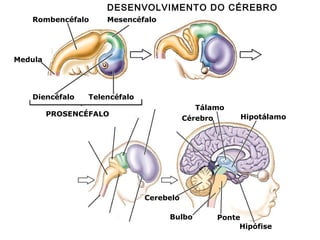 Rombencéfalo

DESENVOLVIMENTO DO CÉREBRO
HUMANO
Mesencéfalo

Medula

Diencéfalo

Telencéfalo
Tálamo
Cérebro

PROSENCÉFALO

Hipotálamo

Cerebelo
Bulbo

Ponte
Hipófise

 