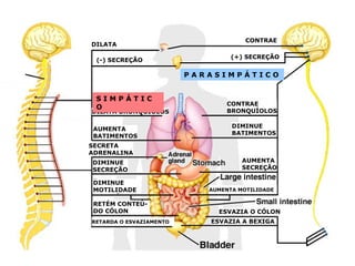 DILATA
(-) SECREÇÃO

CONTRAE
(+) SECREÇÃO

PARASIMPÁTICO
SIMPÁTIC
O

DILATA BRONQUÍOLOS
AUMENTA
BATIMENTOS

CONTRAE
BRONQUÍOLOS
DIMINUE
BATIMENTOS

SECRETA
ADRENALINA
DIMINUE
SECREÇÃO
DIMINUE
MOTILIDADE
RETÉM CONTEÚDO CÓLON
RETARDA O ESVAZIAMENTO

AUMENTA
SECREÇÃO

AUMENTA MOTILIDADE

ESVAZIA O CÓLON
ESVAZIA A BEXIGA

 