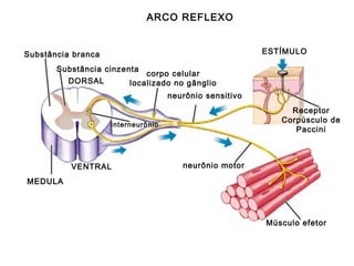 ARCO REFLEXO
ESTÍMULO

Substância branca
Substância cinzenta

corpo celular
localizado no gânglio

DORSAL

neurônio sensitivo
Receptor
Corpúsculo de
Paccini

interneurô nio

VENTRAL

neurônio motor

MEDULA

Músculo efetor

 