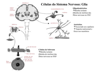 Células do Sistema Nervoso: Glia
Oligodendrócitos
Bainha isolante
(Bainha de mielina) das
fibras nervosas no SNC

Astrócitos
Associado aos capilares
 Suporte nutricional e
físico aos neurônios

Células de Schwann
Bainha isolante
(Bainha de mielina) das
fibras nervosas no SNP

 