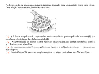 Na figura ilustra-se uma sinapse nervosa, região de interação entre um neurônio e uma outra célula.
Com relação a esse assunto, é correto afirmar que:

( V ) A fenda sináptica está compreendida entre a membrana pré-sináptica do neurônio (1) e a
membrana pós-sináptica da célula estimulada (2).
( V ) Na extremidade do axônio existem vesículas sinápticas (3), que contêm substâncias como a
acetilcolina e a noradrenalina.
( V ) Os neurotransmissores liberados pelo axônio ligam-se a moléculas receptoras (4) na membrana
pós-sináptica.
( V ) Canais iônicos (5), na membrana pós-sináptica, permitem a entrada de íons Na+ na célula.

 