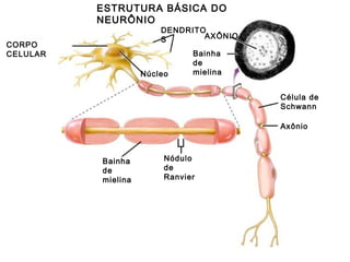 ESTRUTURA BÁSICA DO
NEURÔNIO

DENDRITO
AXÔNIO
S

CORPO
CELULAR

Núcleo

Bainha
de
mielina
Célula de
Schwann
Axônio

Bainha
de
mielina

Nódulo
de
Ranvier

 