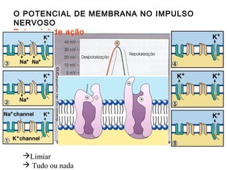 O POTENCIAL DE MEMBRANA NO IMPULSO
NERVOSO
Potencial de ação

Limiar
 Tudo ou nada

 
