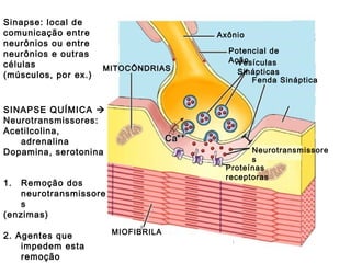 Sinapse: local de
comunicação entre
neurônios ou entre
neurônios e outras
células
(músculos, por ex.)

Axônio

MITOCÔNDRIAS

SINAPSE QUÍMICA 
Neurotransmissores:
Acetilcolina,
adrenalina
Dopamina, serotonina

Neurotransmissore
s
Proteínas
receptoras

1.

Remoção dos
neurotransmissore
s
(enzimas)
2. Agentes que
impedem esta
remoção

Potencial de
Ação
Vesículas
Sinápticas
Fenda Sináptica

MIOFIBRILA

 