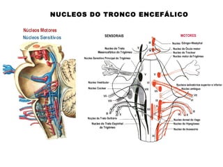 TRONCO ENCEFÁLICO
ORGANIZAÇÃO FUNCIONAL
DOS NERVOS CRANIANOS
Emergência de 10 dos 12 pares cranianos
A substancia e branca...