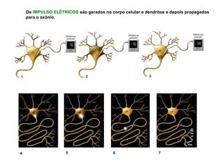 Órgãos
Efetuadores
NEURÔNIO SENSORIAL
NEURÔNIO SENSORIAL
Neurônio motor
INTERNEURÔNIO
Os neurônios são divididos funcional...
