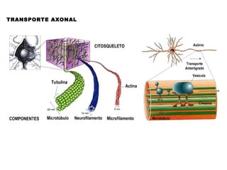Tipos de Sinapse Nervosas
1 e 1’ axo-dendritica
2 axo-axonica
3 dendro-dendrítica
4 axo-somática
Um neurônio faz sinapse c...