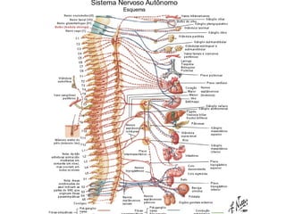 Sistema nervoso parte ii