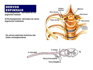 Vários nervos espinhais são plurissegmentares, i.e. derivados de plexos
PLEXOS: formação
anatômica onde as
fibras dos ramo...