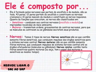 Ele é composto por...
 •   Ele é formado pelos nervosos que partem do encéfalo e da medula, são ao
     todo, 43 pares; 12 pares partem do encéfalo e constituem os nervoso
     cranianos e 31 pares nascem da medula e constituem os nervos raquianos.
     Quanto às funções que executam, os nervos são classificados em:
 •   • Sensitivos – conduzem aos centros nervosos (encéfalo e medula) as
     impressões recebidas do meio ambiente.
     • Motores – transmitem ordens, provenientes do centros nervosos, para que
     os músculos se contraiam ou as glândulas secretem seus produtos.


 • Nervos:         Temos 3 tipos de nervos. Nervos sensitivos são os que contêm
     somente fibras sensitivas, que conduzem impulsos dos órgãos sensitivos para
     o sistema nervoso central. Nervos motores são os que contêm somente
     fibras motoras, que conduzem impulsos do sistema nervoso central até os
     órgãos efetuadores (músculos ou glândulas). Nervos mistos contêm tanto
     fibras sensitivas quanto motoras (ou seja, tem o papel dos motores e
     sensitivos ao mesmo tempo)




Nervos: ligam o
  SNC ao SNP
 