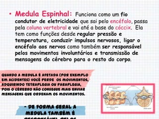 • Medula Espinhal:          Funciona como um fio
      condutor de eletricidade que sai pelo encéfalo, passa
      pela coluna vertebral e vai até a base do cóccix. Ela
      tem como funções desde regular pressão e
      temperatura, conduzir impulsos nervosos, ligar o
      encéfalo aos nervos como também ser responsável
      pelos movimentos involuntários e transmissão de
      mensagens do cérebro para o resto do corpo.

Quando a medula é afetada (por exemplo
em acidentes) você perde os movimentos,
adquirindo tetraplegia ou paraplegia,
pois o cérebro não consegue mais enviar
mensagens que ordenam os movimentos.


          - De forma geral a
           medula também é
 
