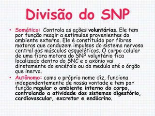 Divisão do SNP
• Somático: Controla as ações voluntárias. Ele tem
  por função reagir a estímulos provenientes do
  ambiente externo. Ele é constituído por fibras
  motoras que conduzem impulsos do sistema nervoso
  central aos músculos esqueléticos. O corpo celular
  de uma fibra motora do SNP voluntário fica
  localizado dentro do SNC e o axônio vai
  diretamente do encéfalo ou da medula até o órgão
  que inerva.
• Autônomo: como o próprio nome diz, funciona
  independentemente de nossa vontade e tem por
  função regular o ambiente interno do corpo,
  controlando a atividade dos sistemas digestório,
  cardiovascular, excretor e endócrino.
 