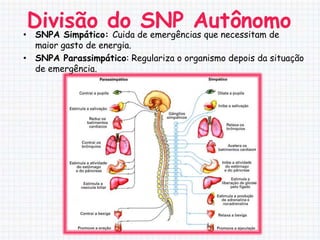 Divisão do de emergências que necessitam de
• SNPA Simpático: Cuida
                        SNP Autônomo
  maior gasto de energia.
• SNPA Parassimpático: Regulariza o organismo depois da situação
  de emergência.
 