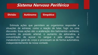 Estimula ações que permitem ao organismos responder a
situações de estresse, como a reação de lutar, fugir ou uma
discussão. Essas ações são: a aceleração dos batimentos cardíacos,
aumento da pressão arterial, o aumento da adrenalina, a
concentração de açúcar no sangue e pela ativação do
metabolismo geral do corpo e processam-se de forma automática,
independentemente da nossa vontade.
Divisão
Sistema Nervoso Periférico
Autônomo Simpático
 