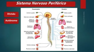 Divisão
Sistema Nervoso Periférico
Autônomo
 