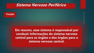 Função
Em resumo, esse sistema é responsável por
conduzir informações do sistema nervoso
central para os órgãos e dos órgãos para o
sistema nervoso central.
Sistema Nervoso Periférico
 