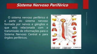 O sistema nervoso periférico é
a parte do sistema nervoso
formada por nervos e gânglios e
que está relacionada com a
transmissão de informações para o
Sistema Nervoso Central e para
órgãos periféricos.
Sistema Nervoso Periférico
 