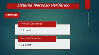 Formação
Sistema Nervoso Periférico
• 12 pares
- Nervos Cranianos
• 31 pares
- Nervos Espinhais
 