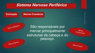 São responsáveis por
inervar principalmente
estruturas da cabeça e do
pescoço.
Formação
Sistema Nervoso Periférico
Nervos Cranianos
 